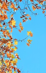Autumn maple leaves on a blue sky background. Autumn time.