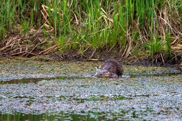 The muskrat (Ondatra zibethicus) at the time of mating. Rodent native to North America.