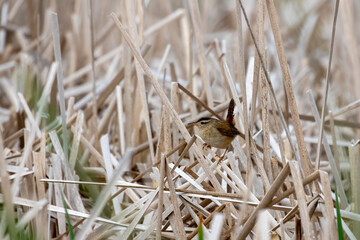 The marsh wren (Cistothorus palustris). Small North American songbird in his natural environment.