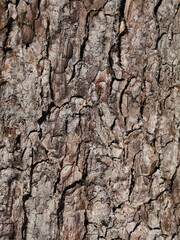 cracked bark of alder tree close-up, abstract background