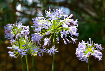 Abundant flowering African agapanthus (Agapanthus africanus)