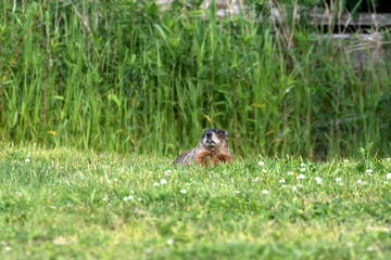 The groundhog (Marmota monax), also known as a woodchuck on a meadow.