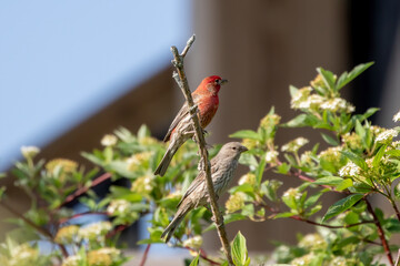 The house finch.  Bird native to western North America.