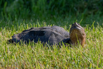 The common snapping turtle (Chelydra serpentina) 