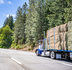 Blue and white big rig classic semi truck transporting mowed hay on flat bed semi trailer running on the road along the forest © vit