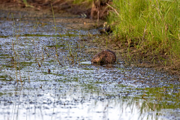 The muskrat (Ondatra zibethicus). Rodent native to North America