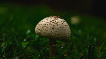 Mushroom