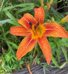 orange lily flower