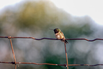 Ruby-throated hummingbird (Archilochus colubris) sitting on a fence