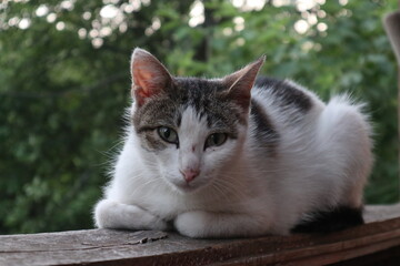 Cat on the railing
