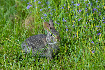 The eastern cottontail in park,  young wild rabit
