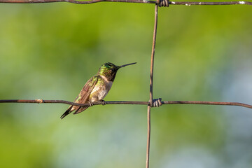Ruby-throated hummingbird (Archilochus colubris) sitting on a fence