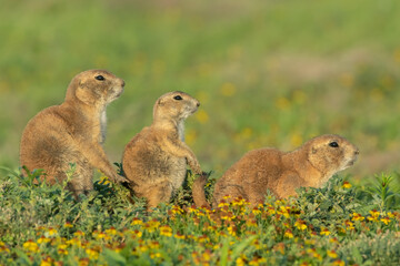Black-tailed Prairie Dogs