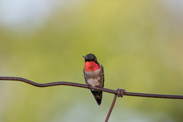 Ruby-throated hummingbird (Archilochus colubris) 