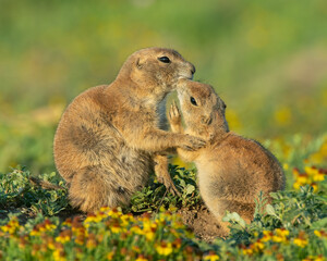 Black-tailed Prairie Dogs