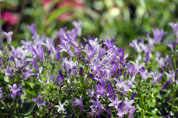 Obraz premium Beautifully blooming Serbian bellflower (Campanula poscharskyana)