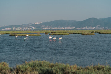 Fototapeta na wymiar Pink flamingos in their natural environment with drone shooting. Izmir bird paradise - Izmir, Turkey