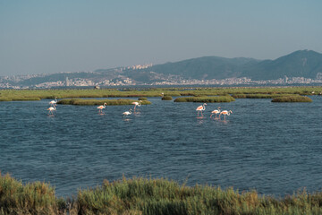 Fototapeta na wymiar Pink flamingos in their natural environment with drone shooting. Izmir bird paradise - Izmir, Turkey