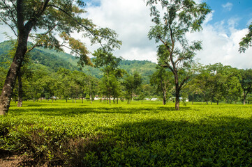 Tea Gardens of Darjeeling, India