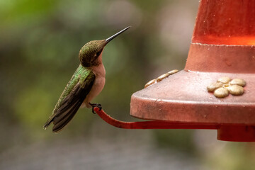 Female hummingbird interacting with the feeder