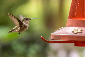 Female hummingbird interacting with the feeder
