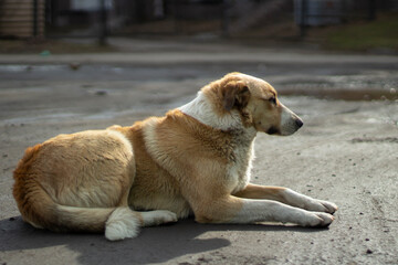 A stray dog lies on the street. An abandoned animal is waiting for its owner.