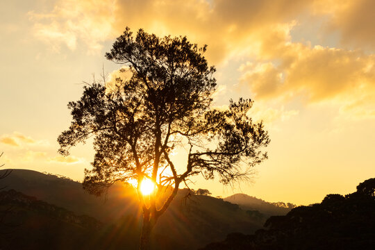 P&ocirc;r do sol com arvore 