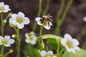 Honey bee on white flowers. Plants pollination. The question of the disappearance of bees.