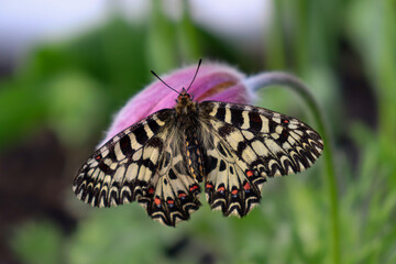 Animal of the Red Book of Europe. Insect Zerynthia polyxena on a flower. Swallowtail butterfly.