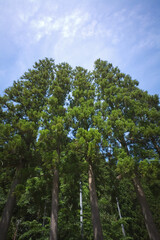 Fototapeta premium 杉木立と青空 