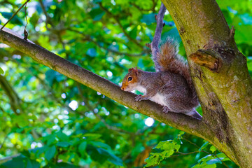 Curious grey squirrel closeup photo on tree and grass.