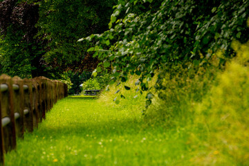 Beautiful green pathway to paradise on a fresh day.