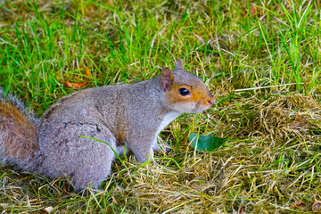 Curious grey squirrel closeup photo on tree and grass.