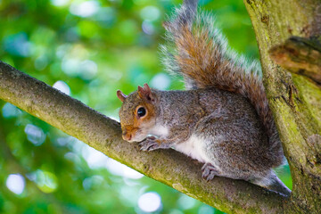 Curious grey squirrel closeup photo on tree and grass.