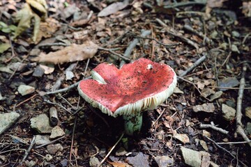 キノコ, ハート, mushroom, heart