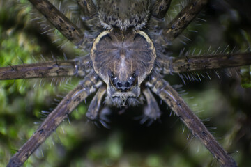 spider close up