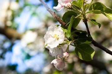 flowering trees in the orchard