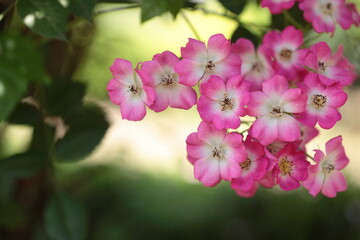 Obraz na płótnie Canvas 一重咲きのピンク色のバラ