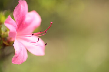 Obraz premium ツツジ 