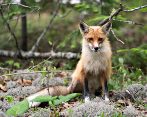 Naklejka na ściany i meble Red Fox Photo. Fox Image. Close-up profile view sitting on white moss and looking at camera with a blur forest background in its environment and habitat. Picture. Portrait.