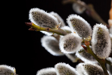 flowering willow branches cut for Easter celebration