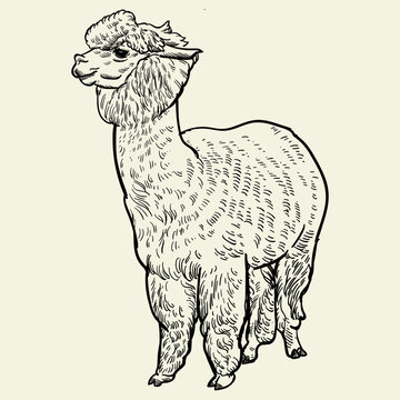 alpaca sketch standing pose clip art preview