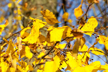 influence and impact of the autumn season on nature