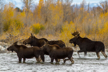 moose herd crossing river - obrazy, fototapety, plakaty