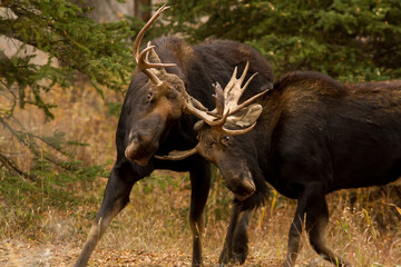 sparring Shiras moose