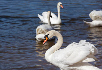 Fototapeta premium wildlife with waterfowl