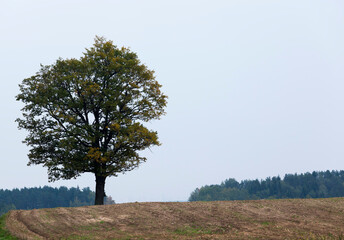 one lone tree
