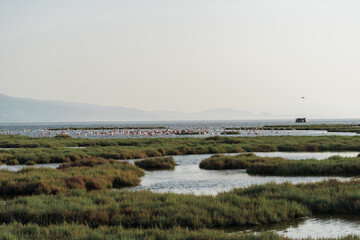 Pink flamingos in their natural environment with drone shooting. Izmir bird paradise - Izmir, Turkey