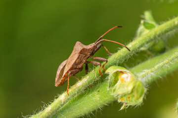 Close-up of a Rhaphigaster nebulosa bug on a green plant stem