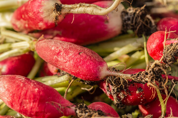 Close-up of recently cropped radish from a home gardener vegetable patch